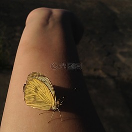 蝴蝶,黃色,性質(zhì)