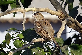 鳥,麻雀,女性
