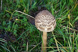 蘑菇,秋季,草地