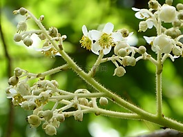 花,白,黃色