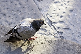 鴿子,鳥,大自然