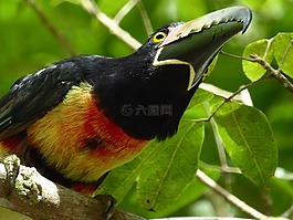 巨嘴鳥,黃色,黑色
