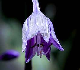 玉簪,玉簪花,紫色花
