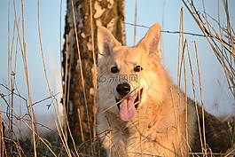 動物,狗,雪橇犬雜交
