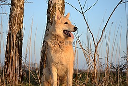 動物,狗,雪橇犬雜交