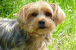 約克夏犬,狗,品種的狗