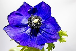 開花,藍(lán)罌粟,關(guān)閉