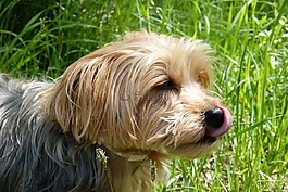 約克夏犬,狗,品種的狗