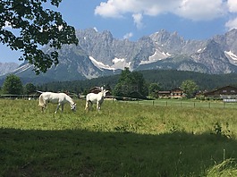 馬,山,性質