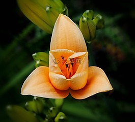 杏黃花菜,花,自然