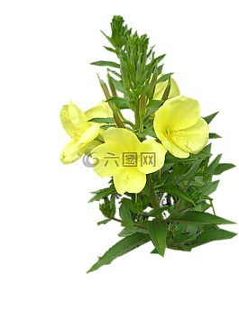 晚上,月见草,切