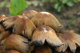 蘑菇,自然,森林