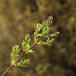 丁香,芽,新