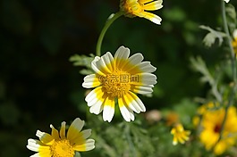 瑪格麗特,花,郵票
