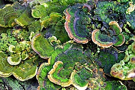 集线器,蘑菇,这种寄生虫