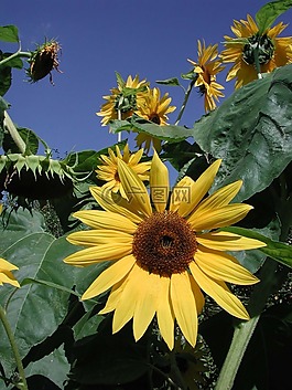 太陽花,花園,性質(zhì)