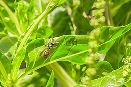 黃蜂,昆蟲,動物