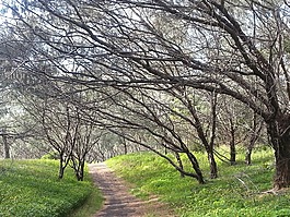 樹,路徑,綠色