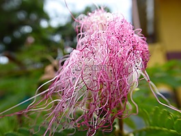 花,白,粉色