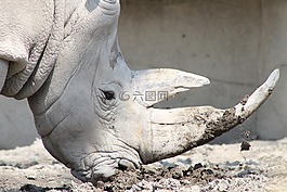 犀牛,动物,野生
