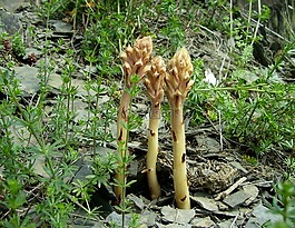 野生,廠,蘭花