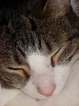 貓,睡眠,貓的