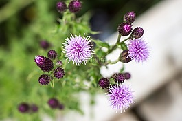 花,紫色,沼澤