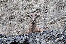 山羊,懸崖,號(hào)角