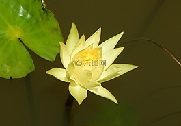 水百合,黄色,花