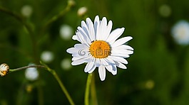花,自然,春