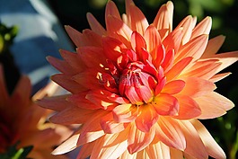 花,性質,廠