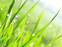 滴,草,性質(zhì)