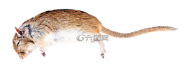 大鼠,死亡,生物