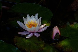 睡蓮,芽,湖玫瑰