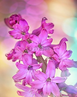 風(fēng)信子,花,鮮花