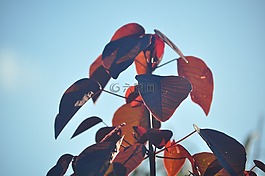植物,葉子,花園
