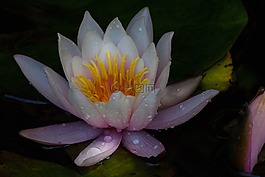 睡蓮,湖玫瑰,水生植物