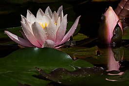 睡蓮,芽,湖玫瑰