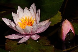 睡蓮,芽,湖玫瑰