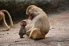 猿,手表,動物園