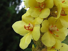 花,植物,黃色