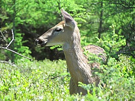 鹿,女性,野生動物