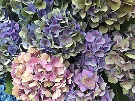 繡球,花,性質(zhì)