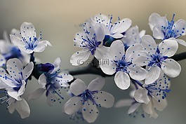 藍色,開花,自然