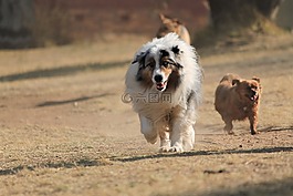 狗,澳大利亞牧羊犬,牧羊犬