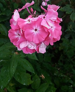 花卉,粉色,夏
