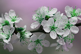 開花,花瓣,綠色