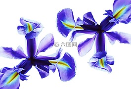 花,鸢尾花,蓝色