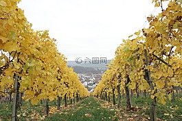 酒,葡萄酒,葡萄園