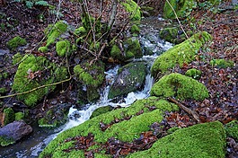 大瀑布,山,森林